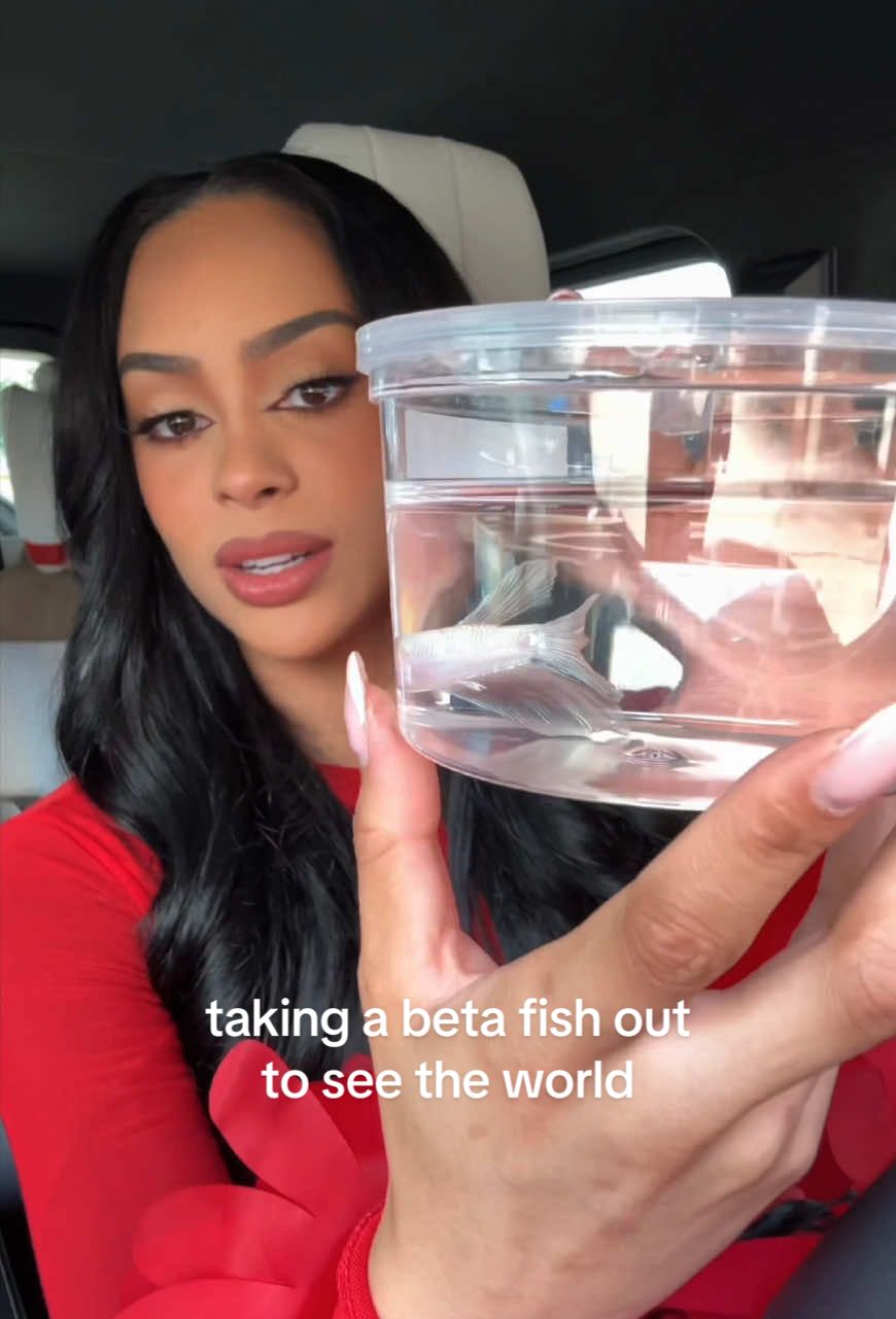 saving a betta fish!!! the conditions in store are gut wrenching. he had a fun side quest before his tank was ready. showed him around a bit but now he’s happily in his tank 🐠❤️ 