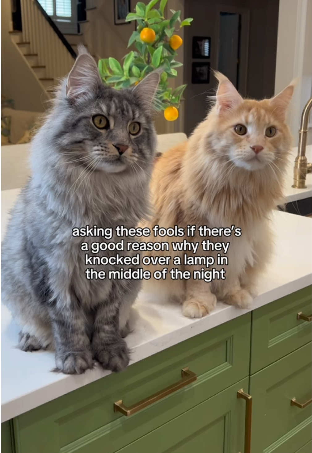 likely story #cattok #catsoftiktok #mainecoon #mainecooncat #polydactylcat 