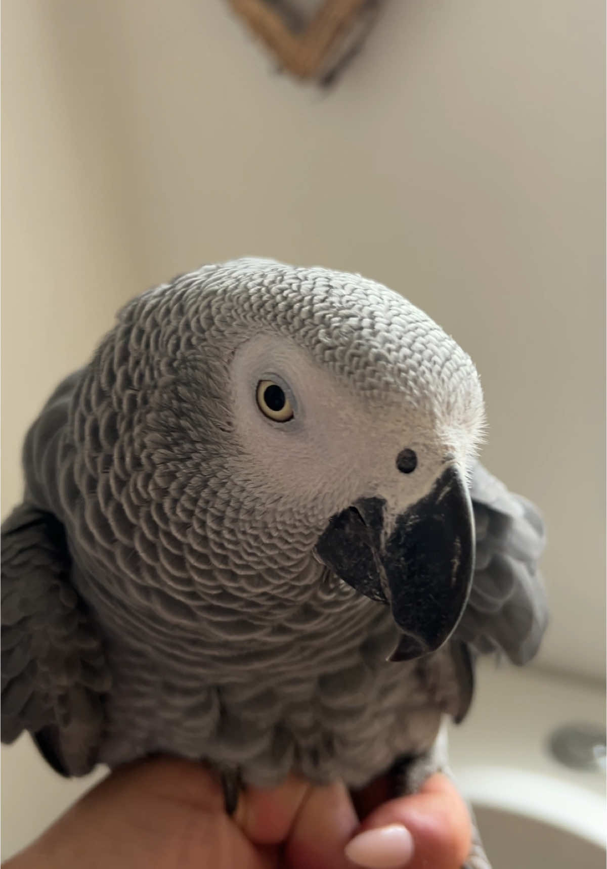 He really said “BYE”                                    👋🏽.                                                              #fyp #parrot #africangrey #talkingparrot #bird #parrots #talkingbird #birds #pets #animals #funnyanimals 
