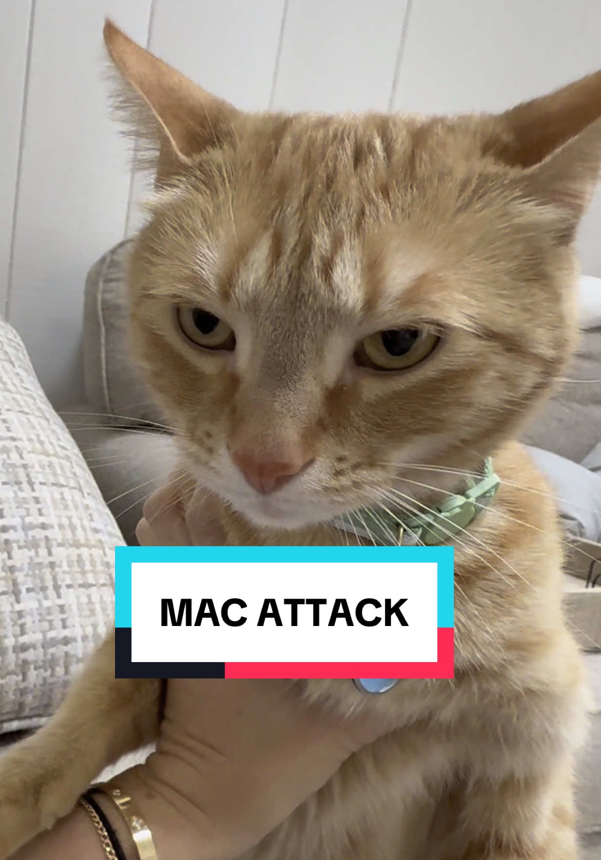 Mac ATTACK #macandcheesethecats #macandcheese #macaroniandcheese #macaroniandcheesethecats #macattack #smackaroni #orangecat #orangecatbehavior #stopyourescaringme #warningpaw #orangecats #orangecatsoftiktok 