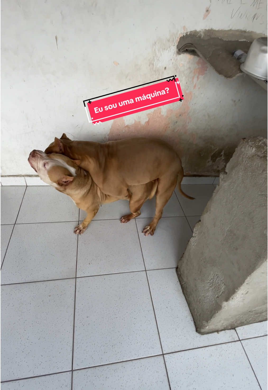 O dominante é uma máquina? #pitbull#cachorro#DogLovers 