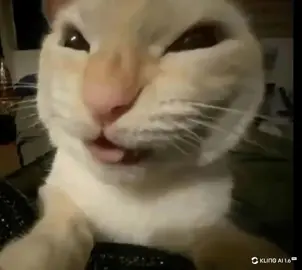 MUHEHEHEHEHEHEHE #FYP  #MEME  #FUNNYCAT  #FUNNY  #muhehehehe  #trending  #cat 