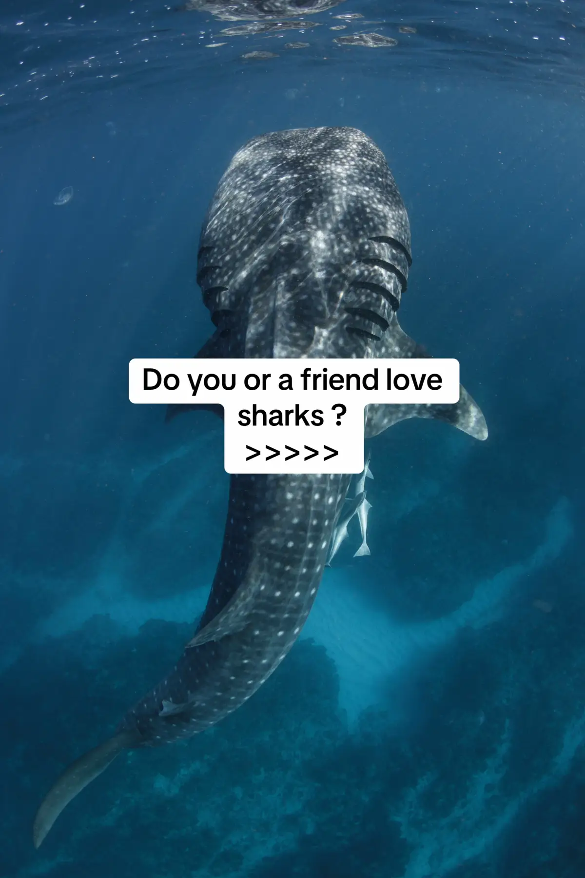 The perfect gift for any Shark lover! Buy 2 get a 3rd Free! #whaleshark #sharkgifts #sharks #sharkweek #marinebiologist #georgiaaquariumatlanta #sharksoftiktok #sharklover #ocean #fyp 
