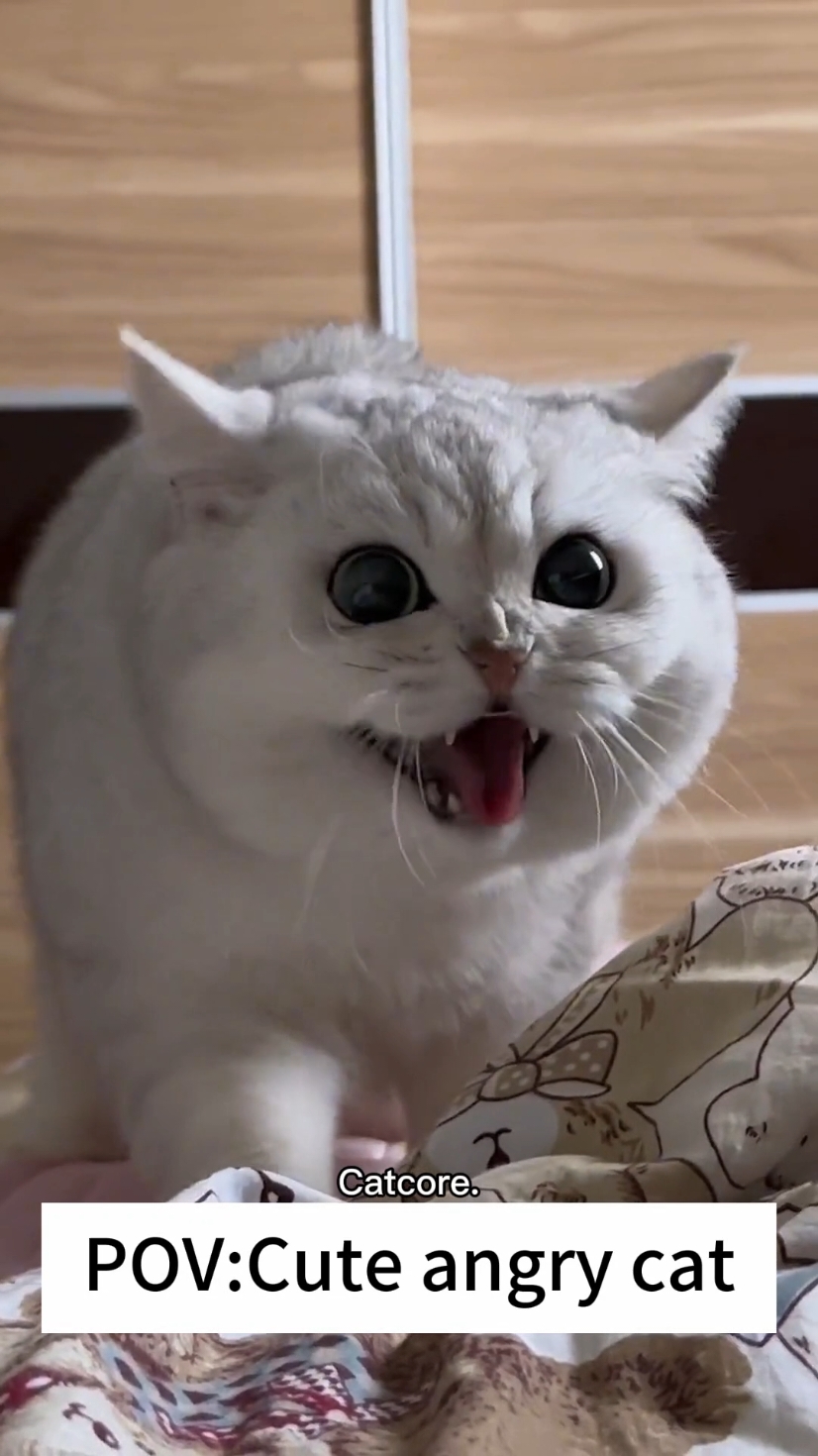 Cute Angry Cat 🤣🤣 #catsoftiktok #cats #funnycat #fyp #cutecat 