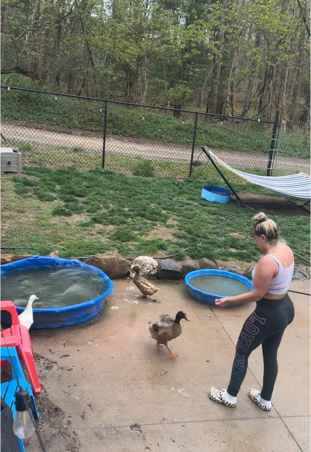 Ready, set, weeeee with Bubbles🥰 #meetrufus #quack #babies #cuteducks #viral #funnyduck #brownduck #pets #rufus #louie #ducks #animalsoftiktok #farmlife #louieandrufus #funnyamimalsontiktok #ducksoftiktok #khakiCampbell #petduck #funny #dachshund #bubbles 
