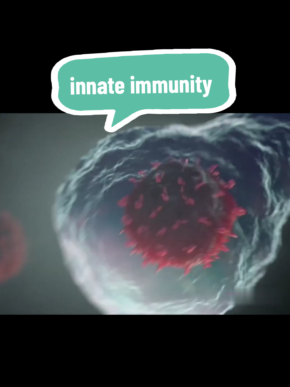 Immune systems part 01: innate immunity  #studytok #study #immunology #immunity #immunesystem #macrophage #neutrophil 