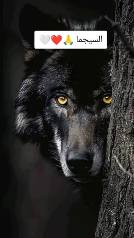 #السيجما #حركة_الاكسبلور #مصر_السعوديه_العراق_فلسطين #الدئب🐺المتمرد #علم_النفس #المغرب🇲🇦تونس🇹🇳الجزائر🇩🇿 #حركة_الاكسبلور #السعودية🇸🇦 #السيقما #foryoupage 
