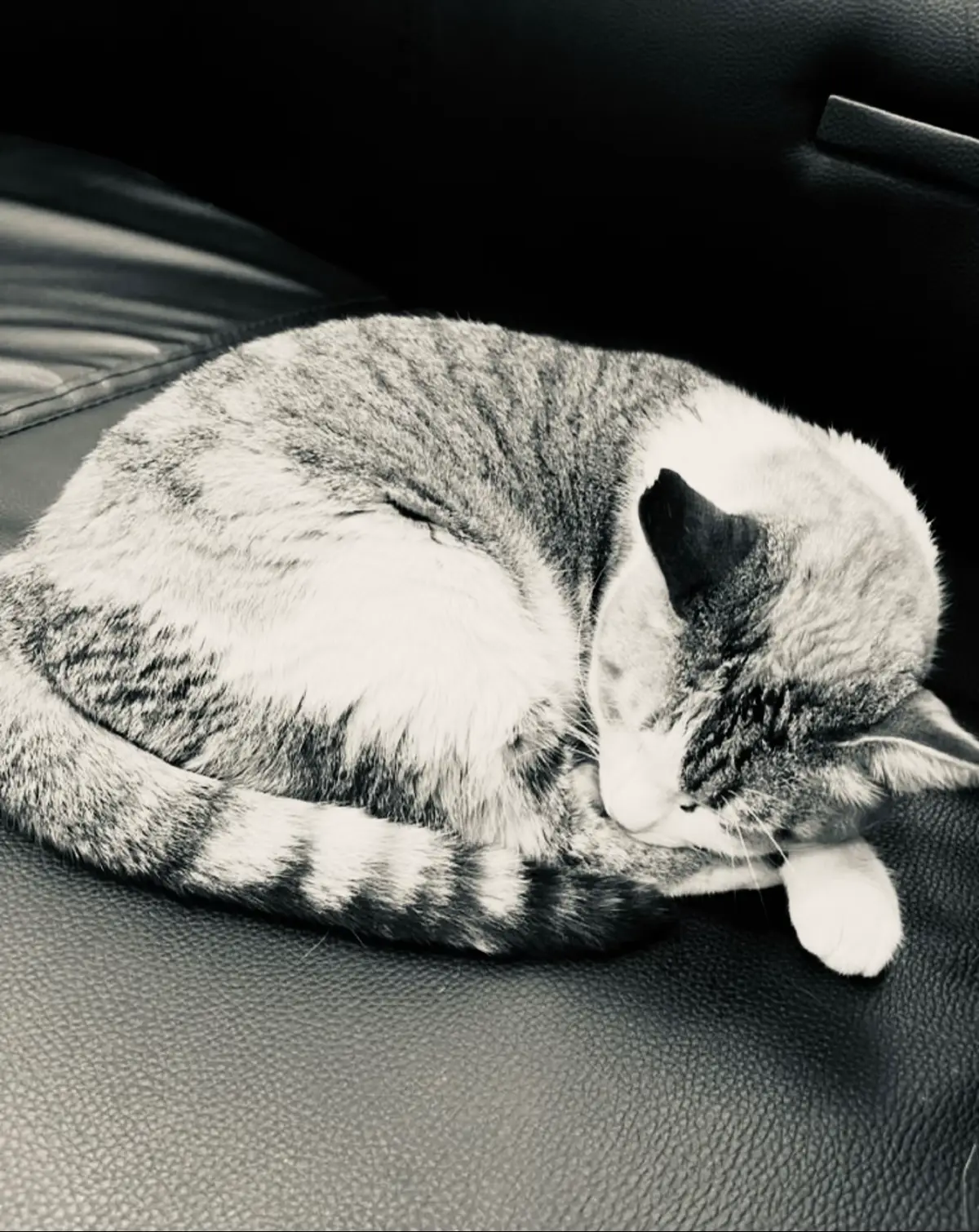 #الشعب_الصيني_ماله_حل😂😂 #efectoboomerang #Biscoitocut #ftpppppppppppppppppppppppp #maroc #tiktokuni #tiktokuni #mbc 