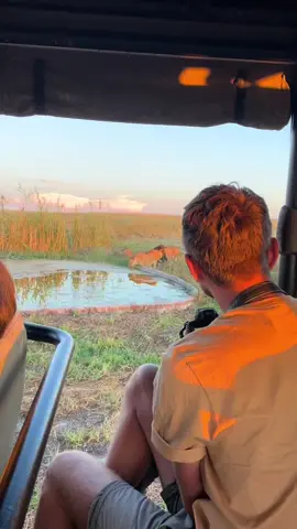 Ever dreamed of getting this close to lions? At Felidae, our volunteers don’t just help animals — they live the adventure. From unforgettable safari moments to making a real impact in wildlife rescue, this is your chance to be part of something wild. Ready to change lives — and yours? Apply now. Spots fill fast! https://linktr.ee/felidae. #Felidae #Wildlife #VolunteerLife #Adventure #SouthAfrica #Travel #VolunteerAbroad #WildlifeRescue #AfricanAdventure #FelidaeFamily #LionLovers #AnimalSanctuary #volunteer 
