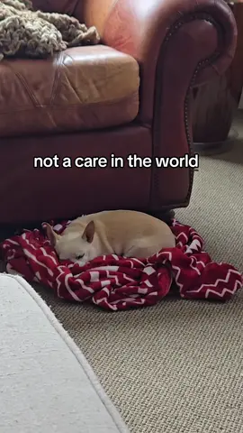 #chihuahuastiktok 