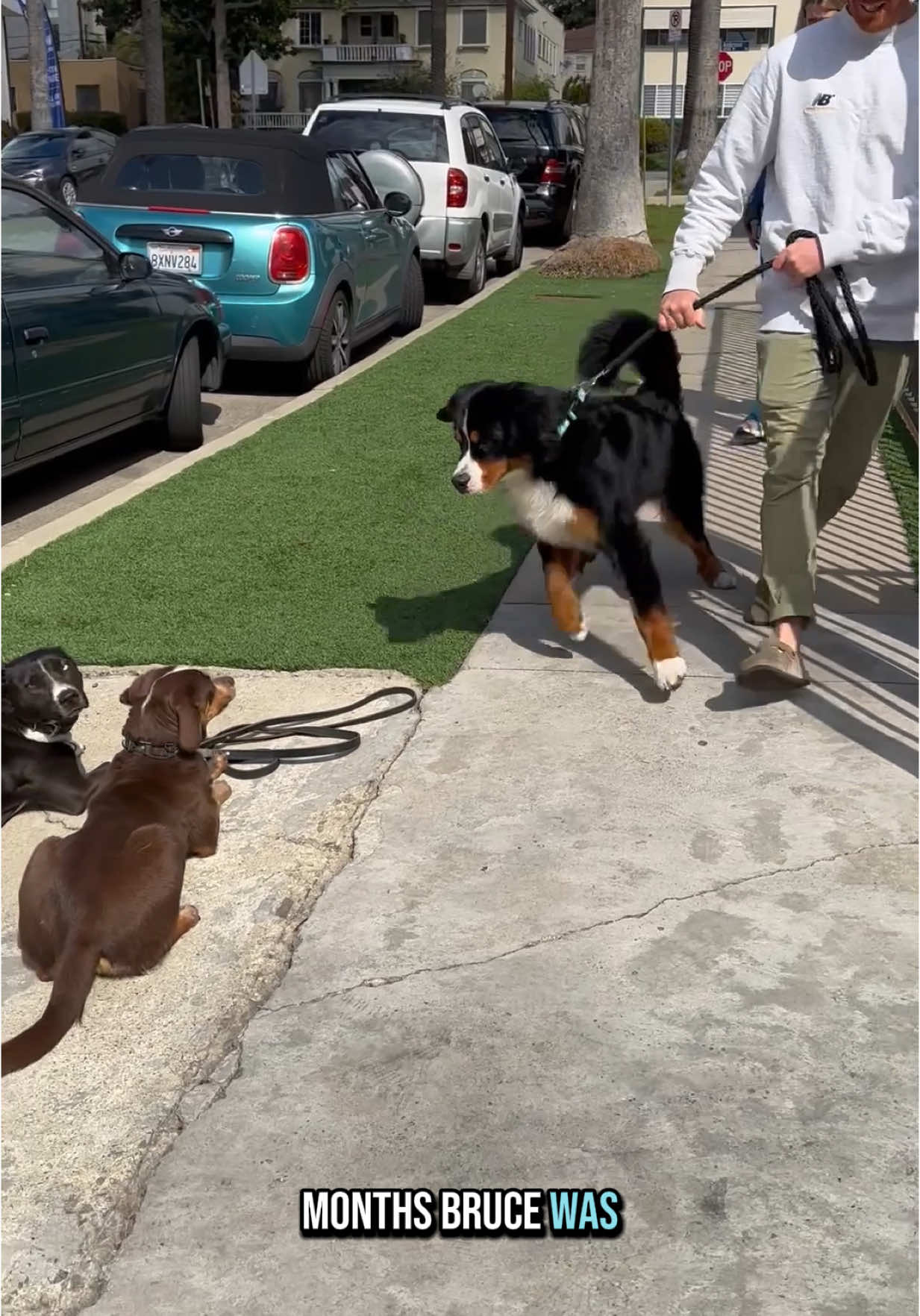 1 year since I posted this video about Bruce the Bernese Mountain dog. This video changed things in a big way for me. Love this dog so much. He is literally the sweetest man. And he is the best marketing ever. I get clients frequently who say they were referred to me after meeting Bruce somehwere in LA.  #bernesemountaindog 