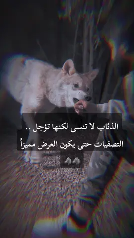 الذئاب 🖤🐺.. . . . . . . #wolf #wolflover #wolfdog #dog #doglover #viraldog #viral #foryou #explore #viral #لبنان_مصر_الخليج_سوريا #لبنان🇱🇧 
