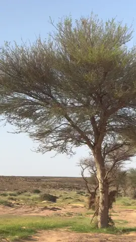 #قميري #صفار #دخل #تصويري 