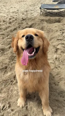 That's a happy boy 🤍  #goldenretriever #dogsoftiktok #happydog