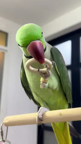 يبدو ان بوبو يعتبر ابوه قدوته🥺🤍..ماشاءالله  #explore #fyp #birds #ماشاءالله #like #طيور #اكسبلور #طيوري 