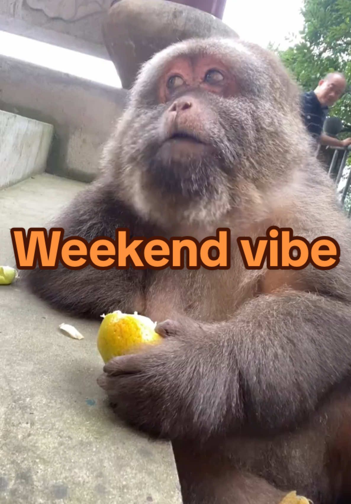 This monkey lives in a temple. She got lots of free fruits everyday from visitors. #fyp #fylpシ #monkey 