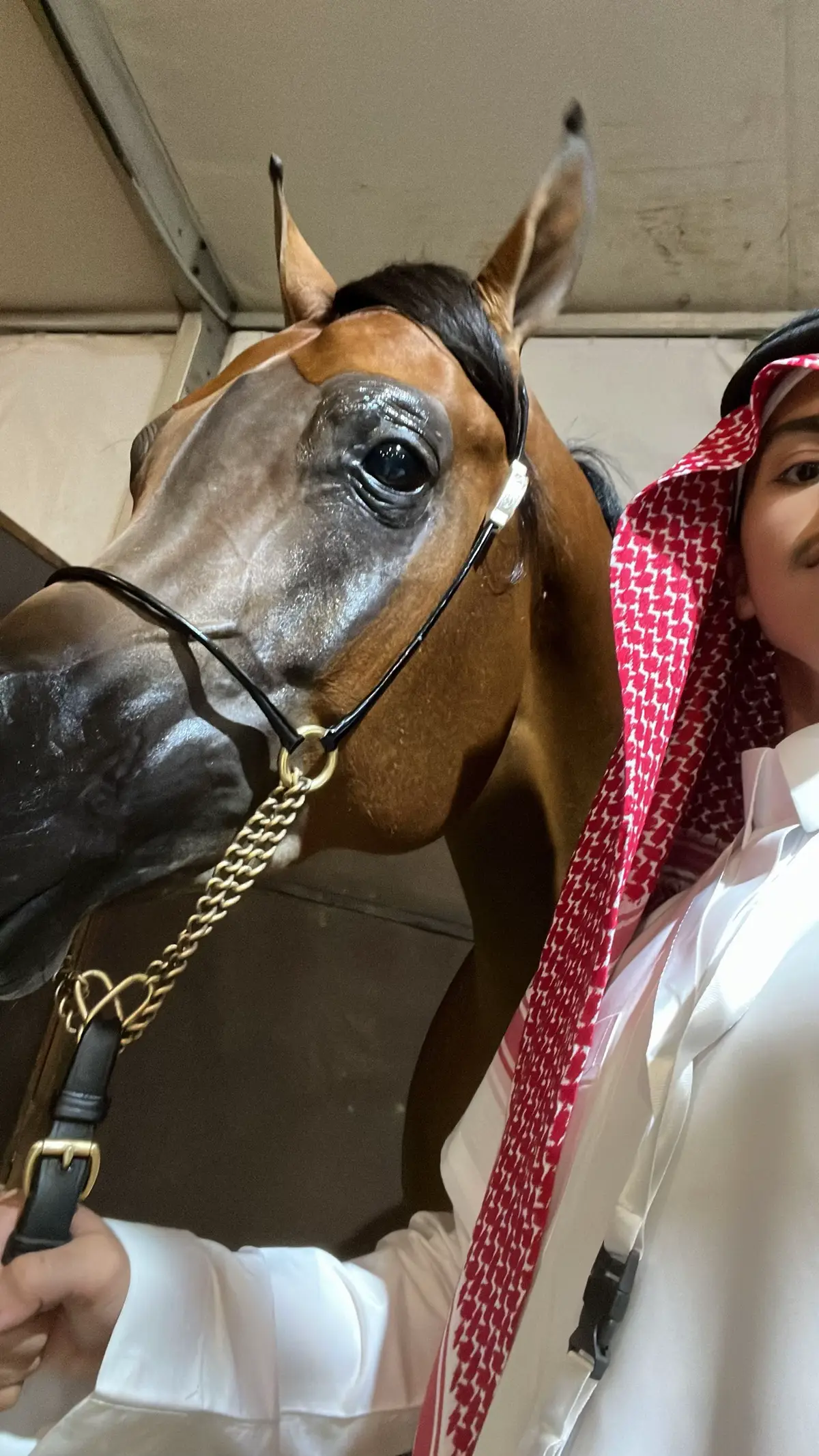 #بطولة_القصيم_للخيل_العربية_الاصيلة #بطولة_الجمال #بطولة_القصيم_للخيل #اكسبلور #foryou #explore #fyp #fyp #capcutvelocity #hourse 