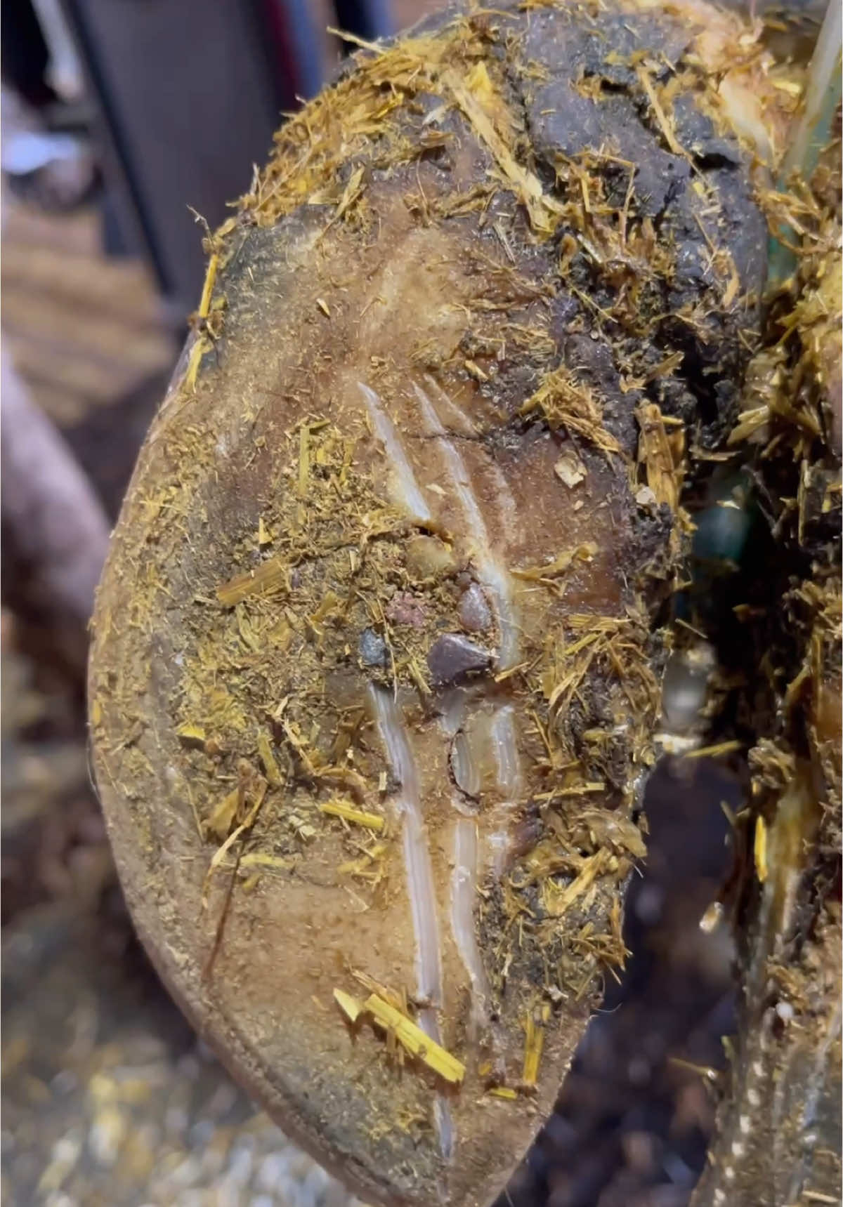 It’s just a couple rocks…right??? #natethehoofguy #fyp #foryoupage #hooftrimming #hoofcleaning #hoofpicking #oddlysatisfying #bedtime #naptime #hoofcare 