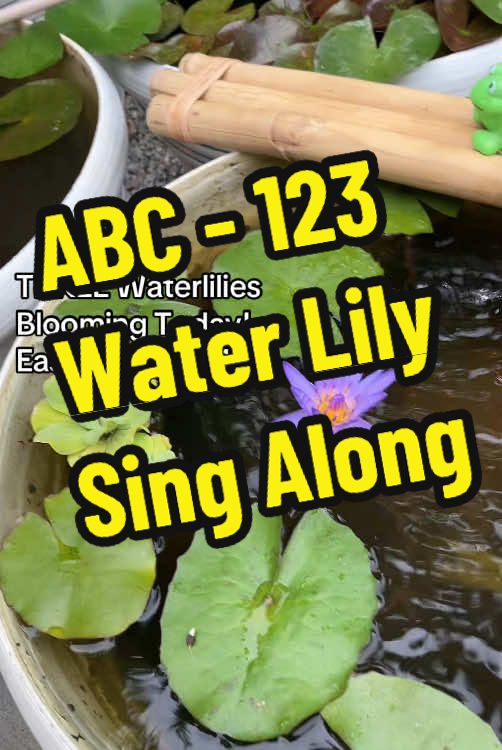 #jackson5 #michaeljackson #jacksonfive #abc123 #123song #abcsong #waterlily #waterlilies The Waterlily Bear has 3 different water lily plants flowering today - Easy as 123! 🪷🧸