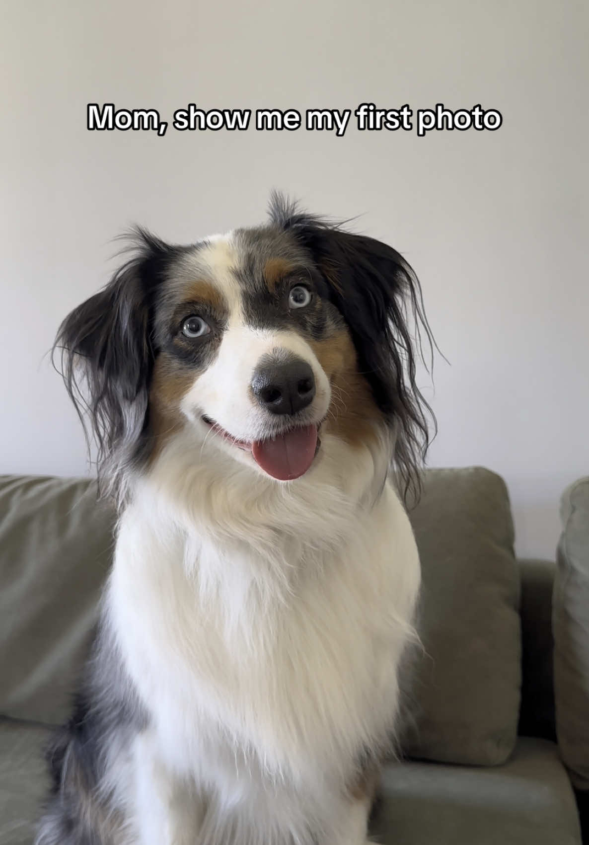 SHE WAS SO LITTLE 😭  #dogsoftiktok #fyp #trending 