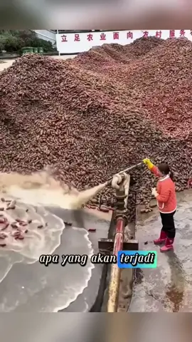 proses mencuci ubi #ilmupengetahuan #idekreatif #viralvideo #fyp #tiktok #interaksi #Reaction #reactionvideo #reactionviral #tutorial #ChanneLKITA