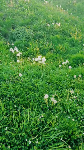 #حب_الطفولة #😍😍😍 #🌳 #🏵️🏵️🏵️🌹🌹🌹🌺🌺🌺🍀🍀 #ربيع #المانيا #المانيا_السويد_النمسا_النروج_دينيمارك #تركيا_اسطنبول_العراق_سوريا_مصر #سوريا_تركيا_العراق_السعودية_الكويت #اوروبا_اسبانيا_ايطاليا_المانيا_هولندا #تركيا_اسطنبول_العراق_سوريا_مصر #ادلب_حمص_حلب_شام_درعا_حماة 