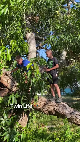Don’t fall! Florida boys climb trees in flip-flops! #twins #twinsies #doubletrouble #livingmybestlife #adventure #florida #mangotree 
