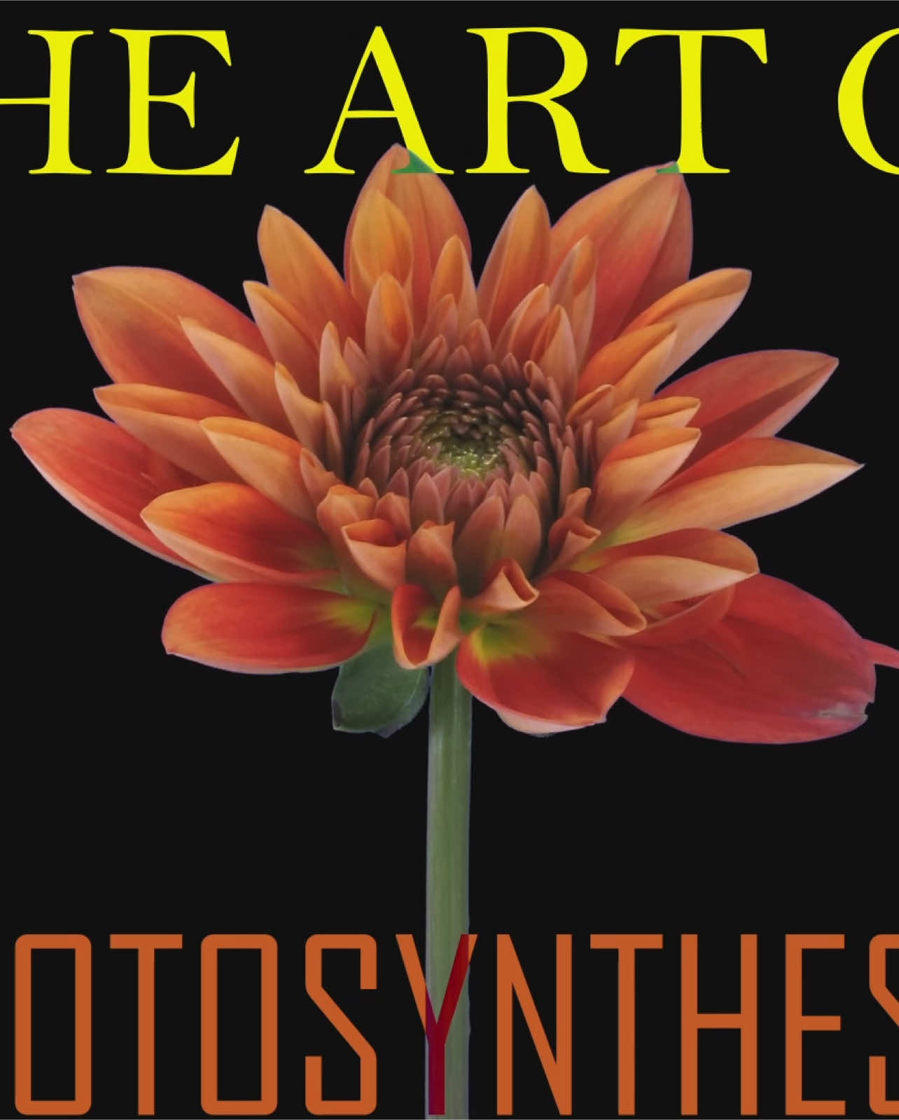 the art of photosynthesis. #biology #cinematography #filmtok #filmmaking #fyp #fypツ #nature 