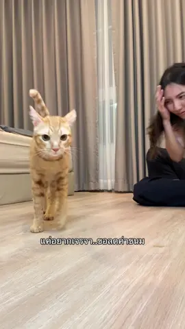 #แมวส้ม #แมวส้มจอมซน #แมวน่ารัก #แมวตลก #แมวจร 