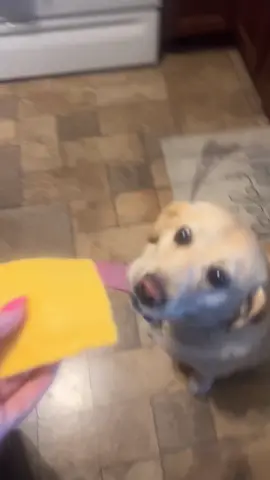 Dog vs food #dog #pet #animals #usa🇺🇸 