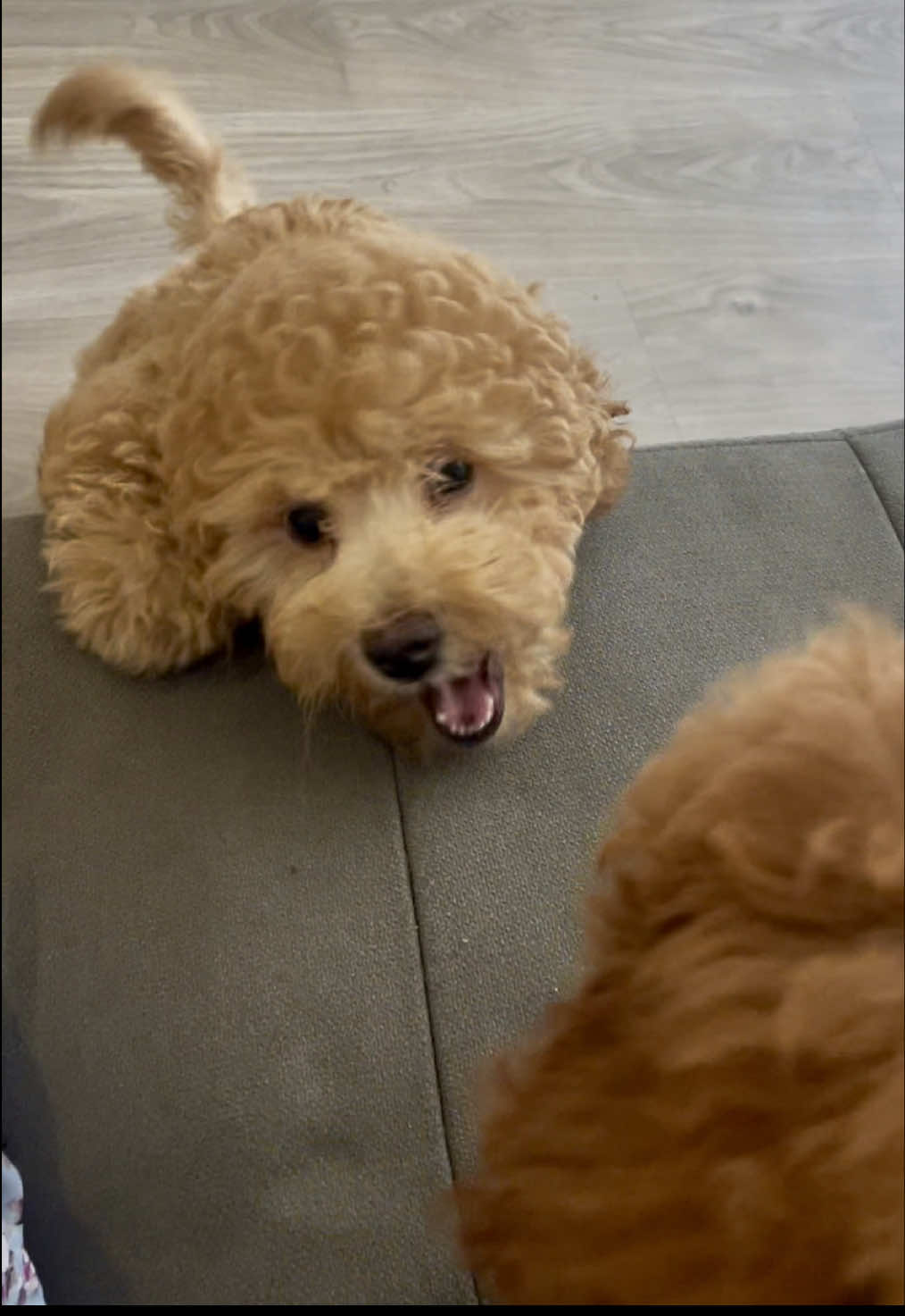 ¡Son los mejores amigos! No se cansan de jugar juntos, qué lindos hermanos.  📖 Guía para Transformar tu Mascota en una Sensación Online y Ganar hasta $5,000 Mensuales | Miley & Lee 🔗 ¡Entra al link en bio y empieza hoy mismo! #dog #dogs #doglover #dogshorts #pets #pet #puppy #doglife #dogvideos #cachorro #perros #dogsoftiktok #perro #bebes #amor #risas #viralvideos #loveyou #besos #Relationship #puppy #miraflores_lima_peru #sanisidro #arequipa #viralvideos #perú #peru #lima 