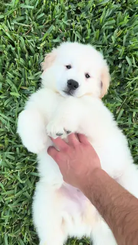 He’s already like double the size this is unfair… #dogoftheday #dogsoftiktok #puppy #goldenpuppy #goldenretriever #dogs #dog 