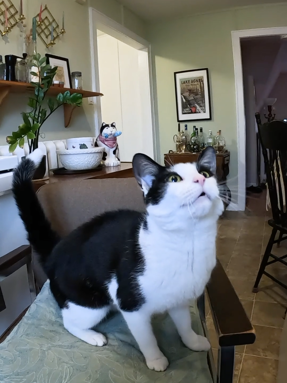 Don't ask me why he loves the chair... #catsoftiktok #cat #tuxedocat #catlover #cattok 