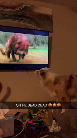 Dog watching TV🤣🤣#dog #dogs #doglovers #dogoftiktok #fyp #fypツ #foryou #funny #foryoupage #funnyvideos #funnydog #funnytiktok #funnyanimals 