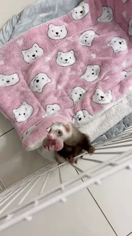 Do you know this animal?#animals #Foryou #Friendship #Us#ferret