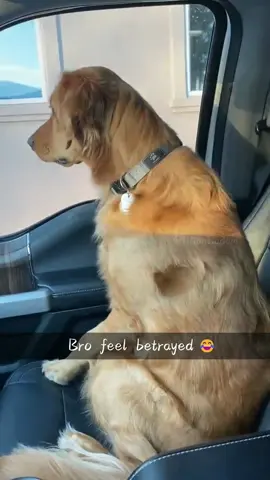 When the dog realizes it’s going to the vet 😂😂#fyp #doglover #dog #funnydog #dogsofttiktok 
