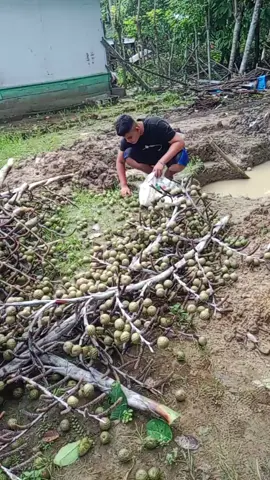 abang demi keu adek boh2 meria kabeh abang publoe..  #bohmeuria #