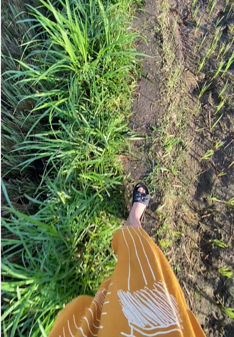 kegiatan hari ini #healing #sawah #pagi #fyp 