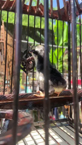 ตัวนี้ร้องกรรมการนับไม่ทันครับ😂#อนุรักษ์นกกรงหัวจุกแดนใต้ #วัยรุ่นนกกรง #ธรรมชาติ💯🔞 #ฟีดดดシ 