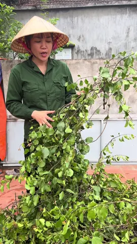 Tầm Gửi cây khế #ngân89_thuốc_mường #tamguicaykhe #hensuyen 