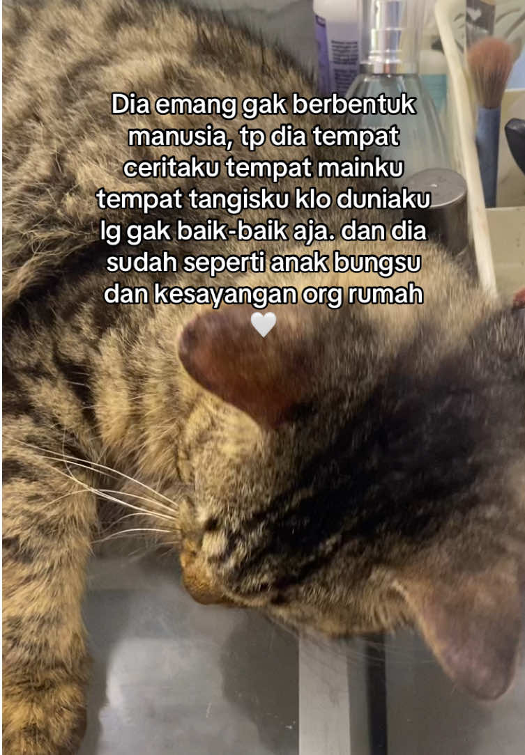 Klo ilang satu rumah panik #kucingtiktok #fyp #fypage #storytime #kucing 