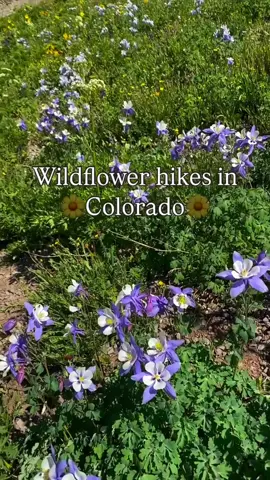 Spring has sprung which means the wildflowers will be here before we know it! For trail specifics and conditions, check out AllTrails but save this list as a starting point for some wildflowers this year!  Please never step on or pick the wildflowers and always stay on the trail! 🌺🌼🌹🌷🌻 #coloradohikes #hikecolorado #wildflowerseason #wildflowersofinstagram #hikingtrailsofinstagram