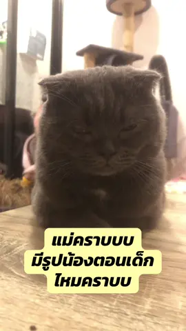 ไอ้มึดของแม่ ไม่เล็กนะคราบบบ โตเป็นหนุ่มแล้วน๊าาาา 🤣🤣 #zero #ซีโร่เป็นแมวตลก🐱🙊🐒 #แมวน่ารัก ##แมวอ้วน #แมวตลก #แมวดื้อ #แมวดื้อ #แมวตัวโปรด #เทรนด์วันนี้ 