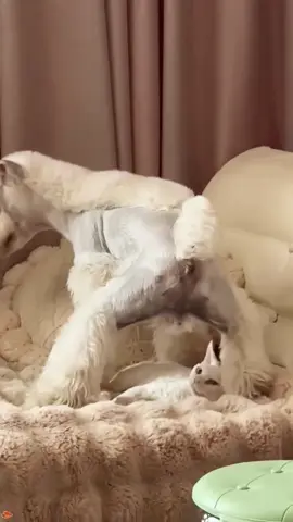 The cat is being bullied by the dog. Ha, ha. #cat #catsoftiktok #catlover #funny #funnyvideos #foryou #fypage #fypツ #funnycat #funnytiktok #cats