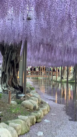 Mùa Hoa tử đằng. Công viên tennogawa #CapCut #名古屋 #nagoya #tennogawapark 