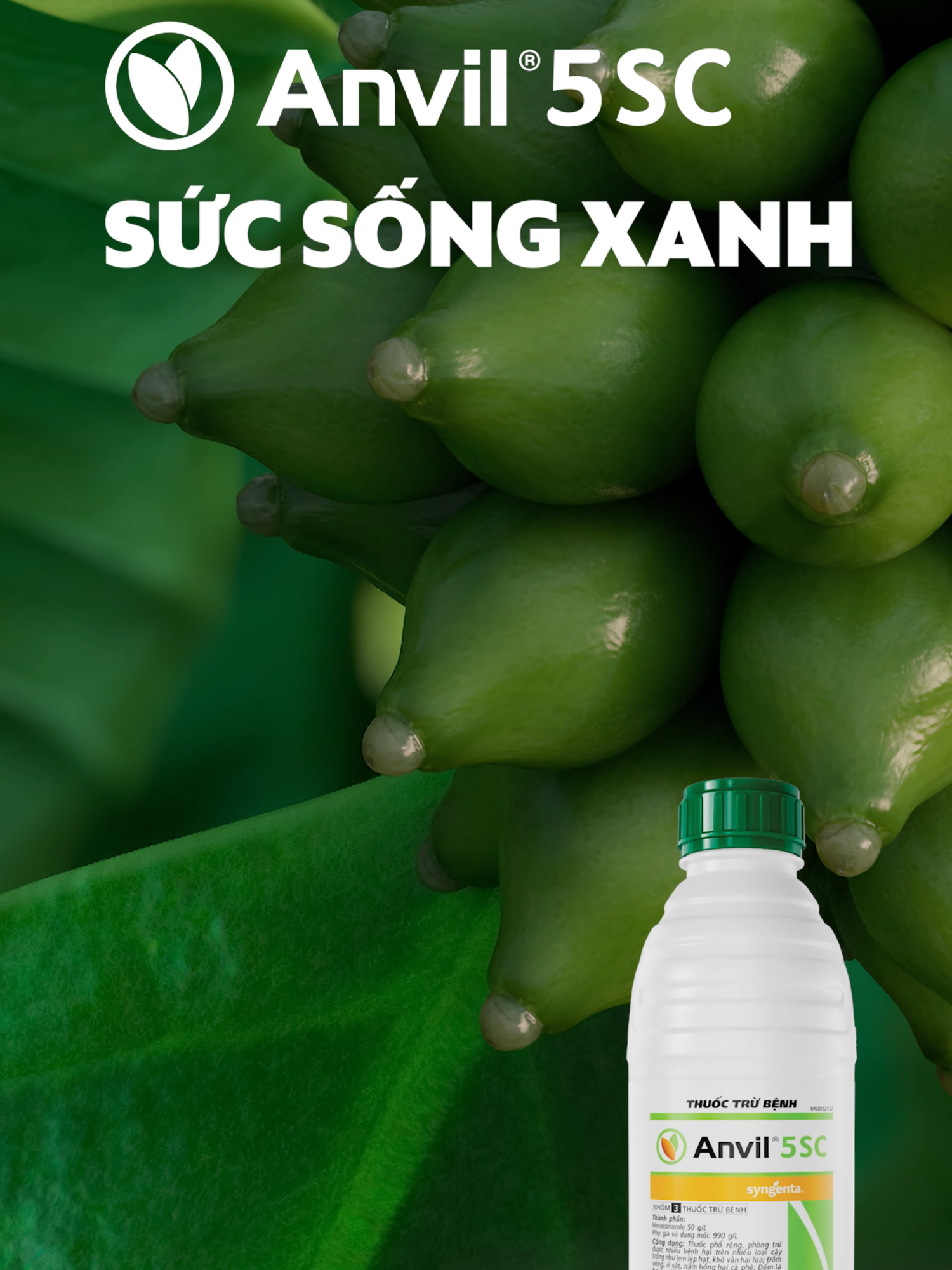 BẢO VỆ CÀ PHÊ ĐẦU MÙA NHỜ GIẢI PHÁP ANVIL® 5SC! 🌱 Sau một thời gian “ngủ hạn”, những cơn mưa đầu mùa chính là điều kiện vô cùng quan trọng giúp “đánh thức” cành và lá cà phê phát triển, nhưng cũng là cơ hội thuận lợi để nấm bệnh hại tấn công.  🌱 Giải pháp Anvil® 5SC không chỉ bảo vệ toàn diện cà phê khỏi rỉ sắt, nấm hồng, mà còn giúp lá cà phê phát triển xanh hơn, cành khỏe hơn, tạo tiền đề cho trái giai đoạn đầu đinh phát triển khỏe, to và đồng đều về sau. 🌱 Bà con phun Anvil® 5SC với liều 1.0 – 2.0 /ha, lượng nước 600 - 800L /ha để đạt hiệu quả phòng trị rỉ sắt, nấm hồng tốt nhất nhé! #Anvil #Caphe #Namhong #Risat #Traidaudinh -------------- TÌM HIỂU THÊM VỀ ANVIL® 5SC: 🌐 https://www.syngenta.com.vn/anvilr-5sc 📞 (+84) 028.3775.620