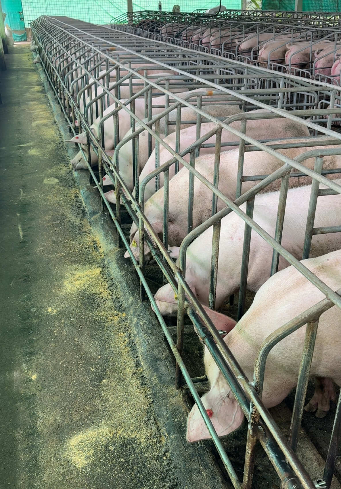 Alimentación Cerdas #cerdas #pocicultura #alimentacion #genetics #largewhite #landrace #duroc #pietrain #fyp 