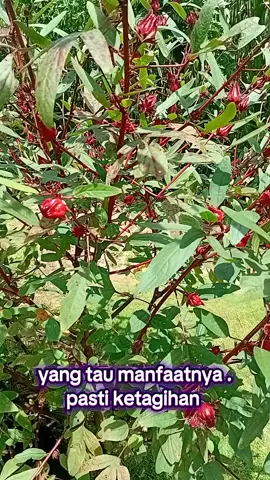 bibit bunga rosela merah murah #bungarosella#tehrosela#bungaroselamerah#rosela#bungaroselamerah #tehrosela #minumansehat 