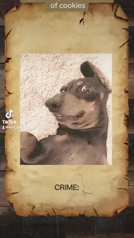 #henrythedacshund #foryoupage❤️❤️ #Wanted