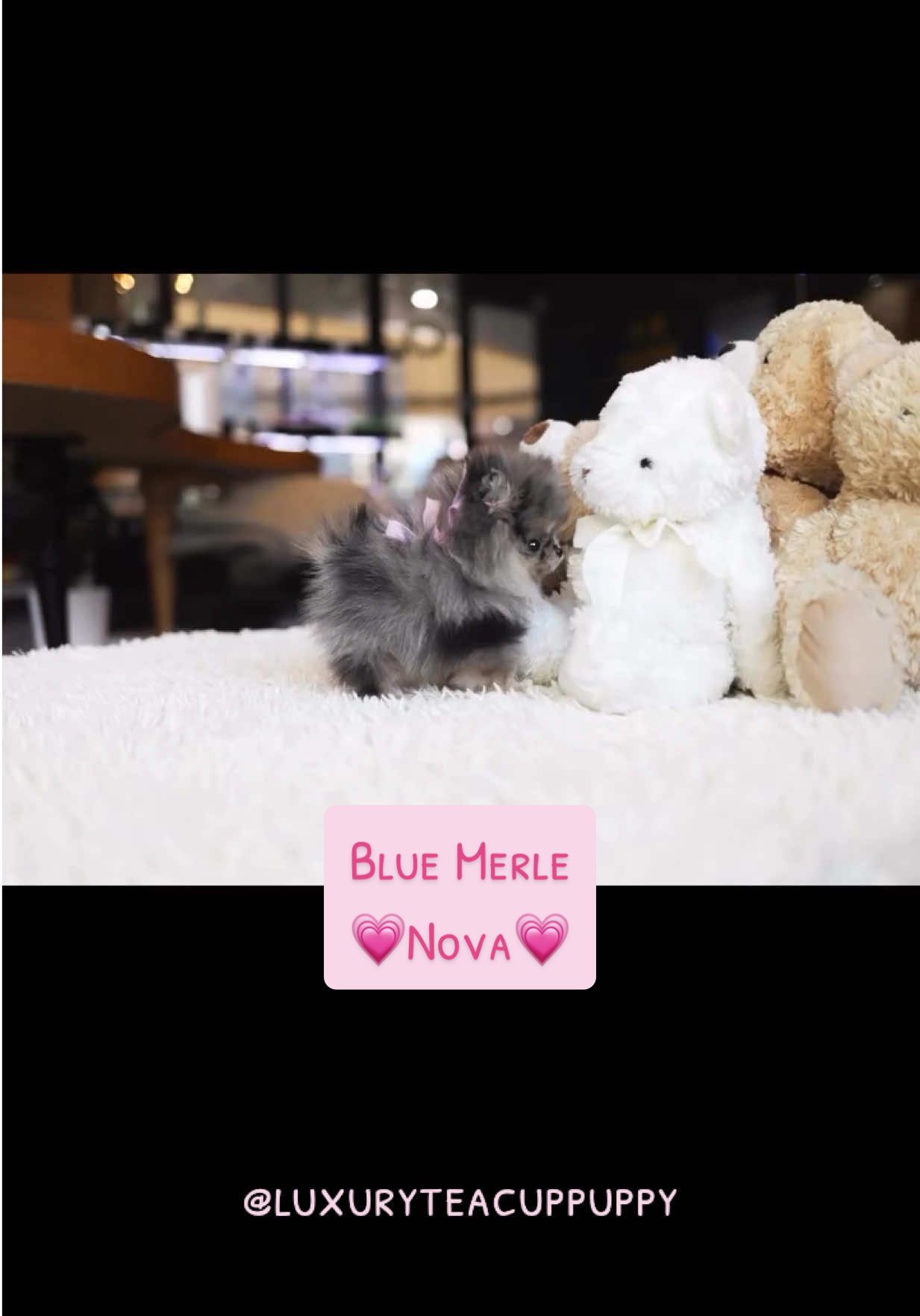 Tiny micro type 🥰 Beautiful little blue merle 💗💗Nova💗💗 #nova #pomeranian #bluemerle #blue #teacup #pompom #fluffy #littledog #small #furry #cutedog #beauty #precious #pink #photography #photoshoot #dogmodel #model #inlove